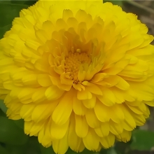 Календула Золотые шары