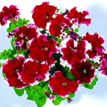 Петуния Калиффо Вишневая F1