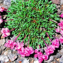 Калиптридиум зонтичный