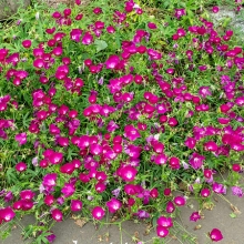 Каллирое Буффало Роуз (покрывальное)