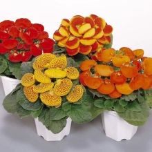 Кальцеолярия Дэинти F1 Черевички смесь