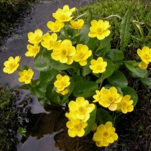 Калужница Огоньки лесная