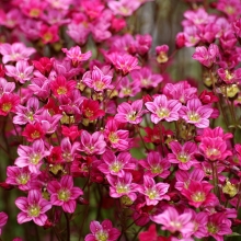 Камнеломка Цветочный ковер