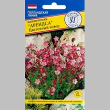 Камнеломка Цветочный ковер