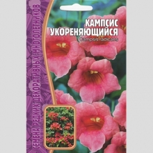 Кампсис укореняющийся (большой пакет)