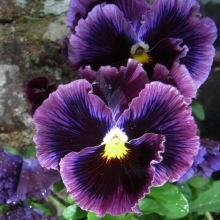 Виола Кан Кан Сапфировая F1