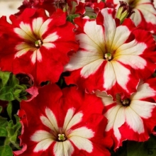 Петуния Кан кан Вишневая F1