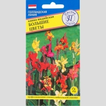 Канна индийская Большие цветы