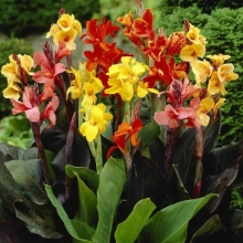 Канна Индийская (большой пакет)