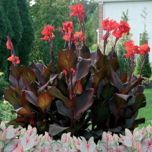 Канна Тропикана бронзовая садовая