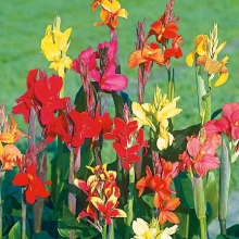 Канна Большие цветы (индийская)