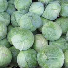 Капуста Атрия F1