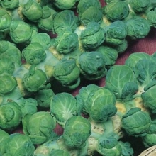 Капуста Дружная семейка (брюссельская)