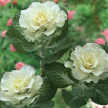 Капуста Белый абажур F1 декоративная