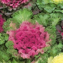 Капуста Серенада (декоративная)