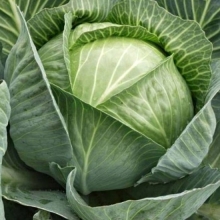 Капуста Доброводская