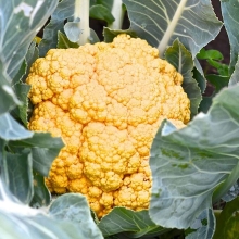 Капуста Голди F1 (цветная)