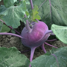 Капуста Северное Сияние F1 кольраби