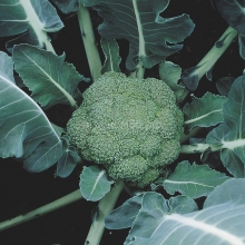 Капуста Лорд F1