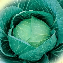 Капуста Лосиноостровская-8