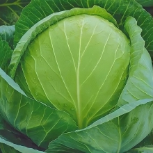 Капуста Номер первый Грибовский-147