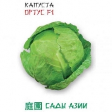 Капуста Ортус F1