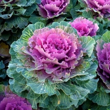 Капуста Осенняя красавица декоративная