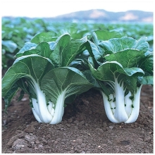 Капуста Пак чой