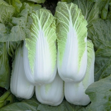 Капуста Первые Витамины F1 пекинская смесь