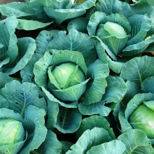 Капуста Ринда F1