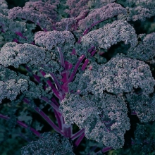 Капуста Розмари (листовая)