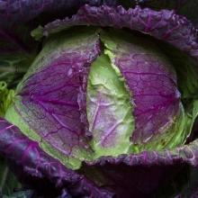 Капуста Фиолетовое Кружево савойская