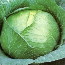 Капуста Северянка F1