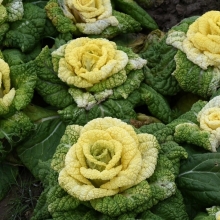 Капуста Шанхайская роза