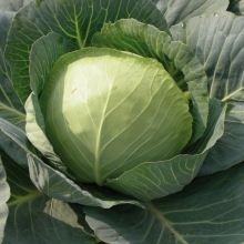 Капуста Шармант F1