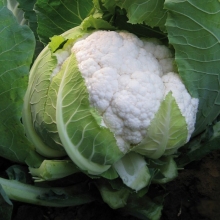 Капуста Шелли F1 (большой пакет)