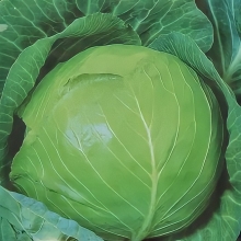 Капуста Сто Одежек