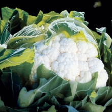 Капуста Кашмир F1 цветная