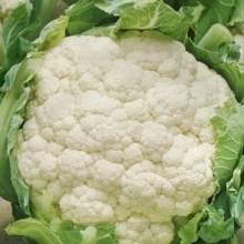 Капуста Снежана (цветная)