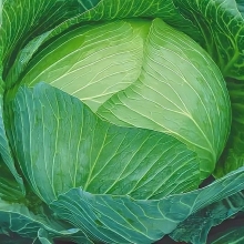 Капуста Вьюга