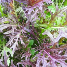 Капуста Японская горчица смесь (японская)