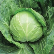Капуста Заполярье F1