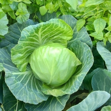 Капуста Экспресс F1