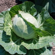 Капуста Парел