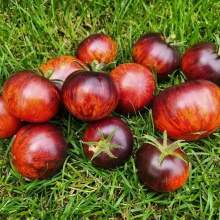 Томат Оранжевая карамель