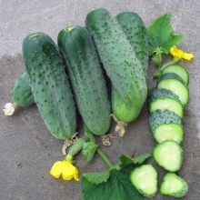 Огурец Караоке F1