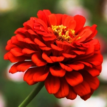 Цинния Карат