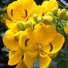 Кассия Александрия трубчатая