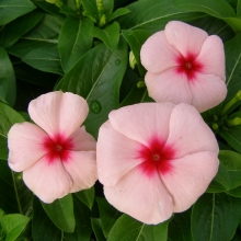 Катарантус Пацифика XP Априкот