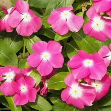 Катарантус Пацифика XP Дип Орхид